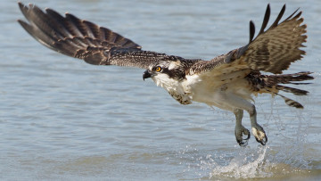 Картинка животные птицы+-+хищники птица