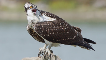 Картинка животные птицы+-+хищники птица