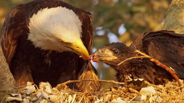 Картинка животные птицы+-+хищники птицы