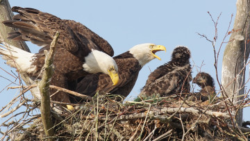Картинка животные птицы+-+хищники семья