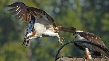 Картинка животные птицы+-+хищники семья