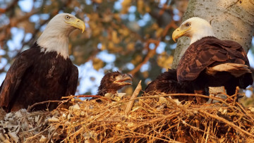 Картинка животные птицы+-+хищники семья