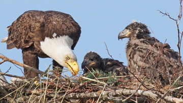 Картинка животные птицы+-+хищники семья