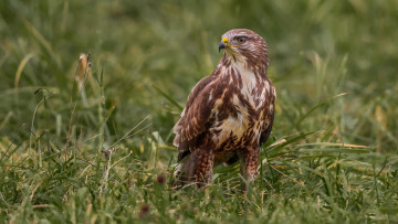 Картинка животные птицы перья забавная окрас птица