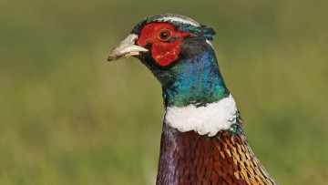 Картинка животные птицы портрет