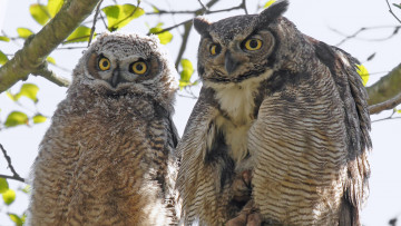 Картинка животные совы