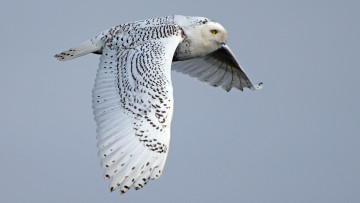 Картинка животные совы полёт