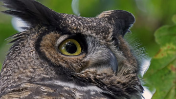 Картинка животные совы портрет