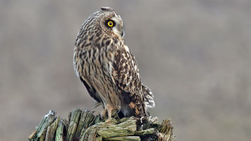 Картинка животные совы птица