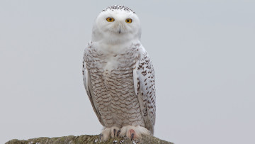 Картинка животные совы сова