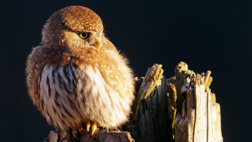 Картинка животные совы сова