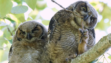 Картинка животные совы совята