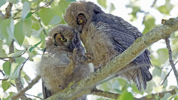 Картинка животные совы совята