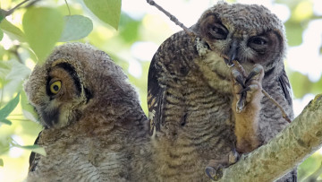 Картинка животные совы совята