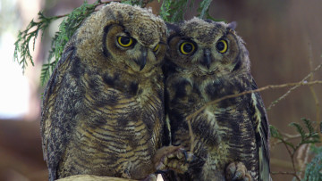 Картинка животные совы совята