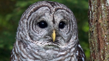 Картинка животные совы взгляд