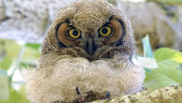 Картинка животные совы взгляд