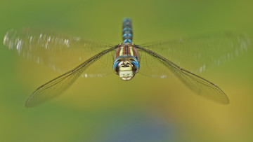 Картинка животные стрекозы макро