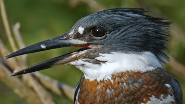 Картинка животные зимородки портрет