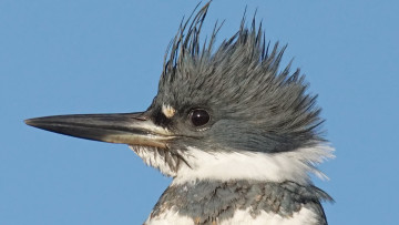 Картинка животные зимородки портрет