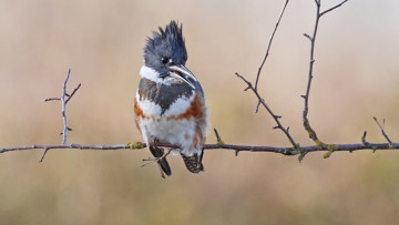 Картинка животные зимородки птица