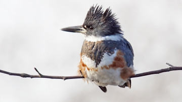 Картинка животные зимородки сидит