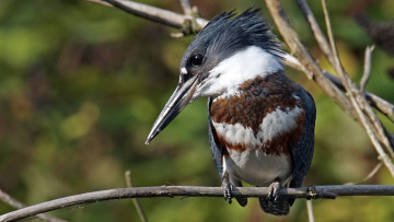 Картинка животные зимородки взгляд