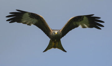 Картинка животные птицы+-+хищники полёт