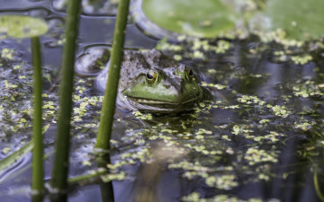 Картинка животные лягушки озеро вода камыш ряска лягушка