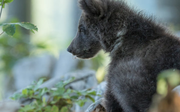 Картинка животные медведи портрет боке медвежонок профиль медведь