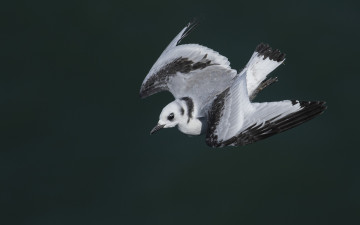 Картинка животные птицы птица