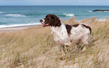 Картинка животные собаки собака взгляд друг