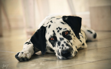 Картинка животные собаки взгляд собака морда