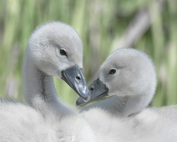 Обои картинки фото животные, лебеди