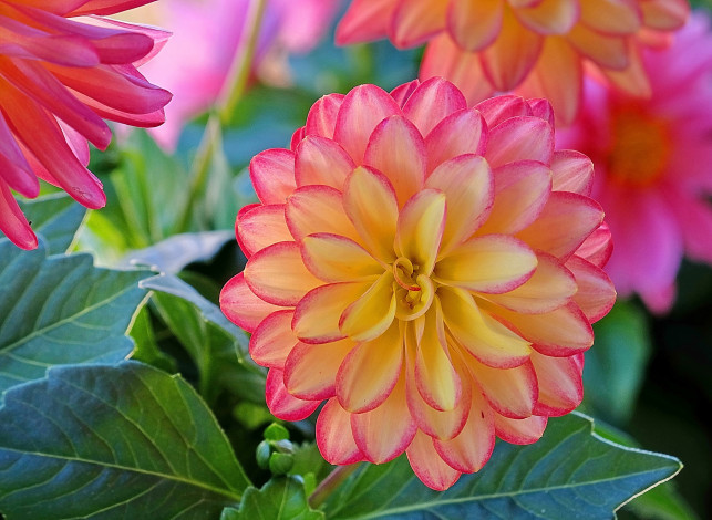 Обои картинки фото цветы, георгины, лепестки, георгина, макро