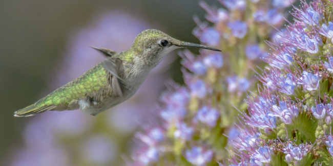 Обои картинки фото животные, колибри