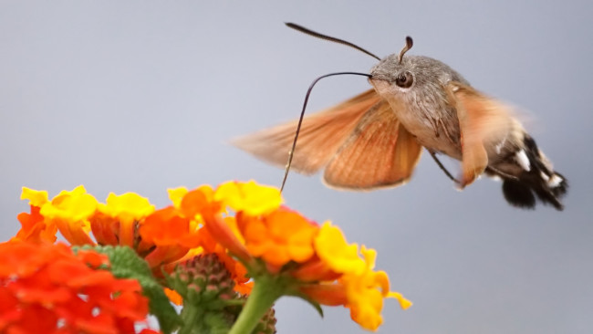 Обои картинки фото животные, бабочки,  мотыльки,  моли, моылёк