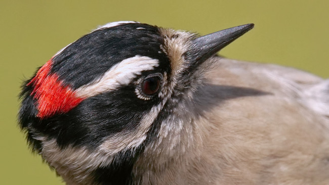 Обои картинки фото животные, дятлы, птица