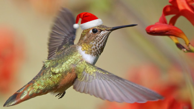 Обои картинки фото животные, колибри
