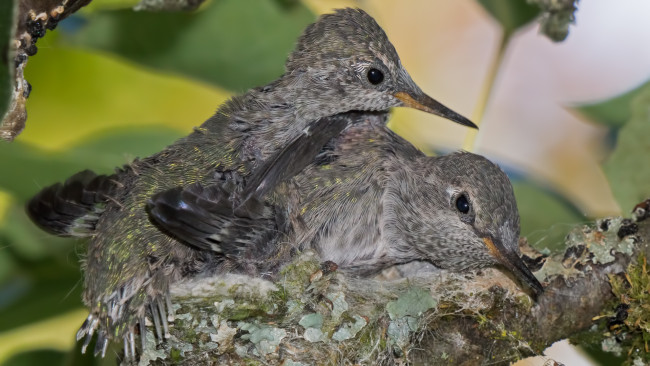 Обои картинки фото животные, колибри