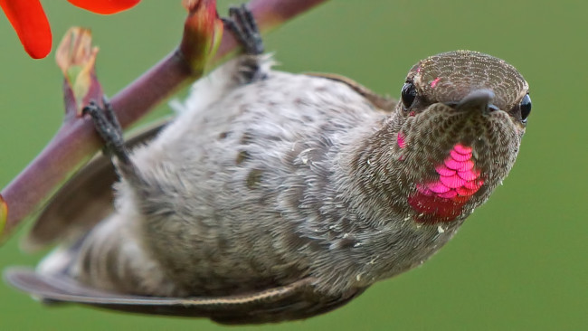 Обои картинки фото животные, колибри