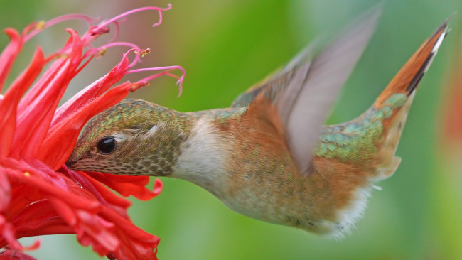 Обои картинки фото животные, колибри