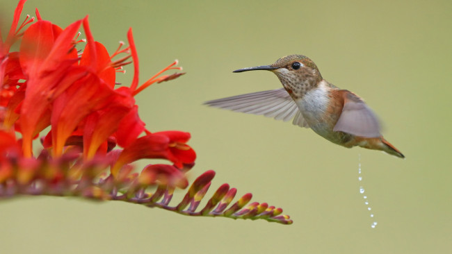 Обои картинки фото животные, колибри