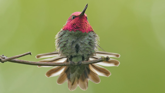 Обои картинки фото животные, колибри