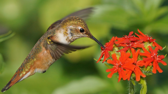 Обои картинки фото животные, колибри, птица