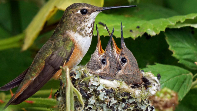 Обои картинки фото животные, колибри, птицы