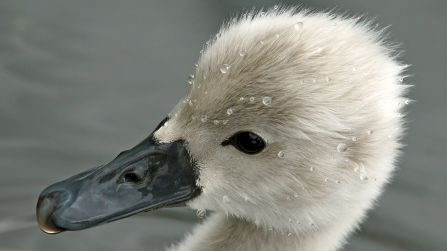 Обои картинки фото животные, лебеди, малыш