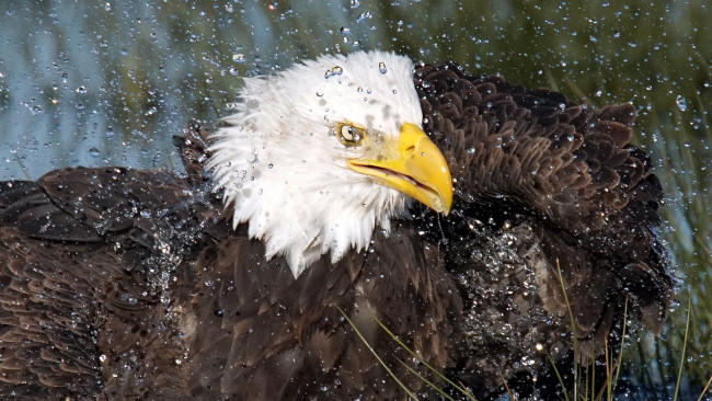 Обои картинки фото животные, птицы - хищники, купается