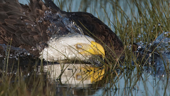 Обои картинки фото животные, птицы - хищники, орёл