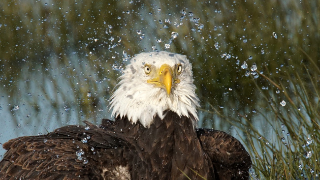 Обои картинки фото животные, птицы - хищники, орёл